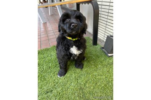 成約済の東京都のその他の犬種-222284の7枚目