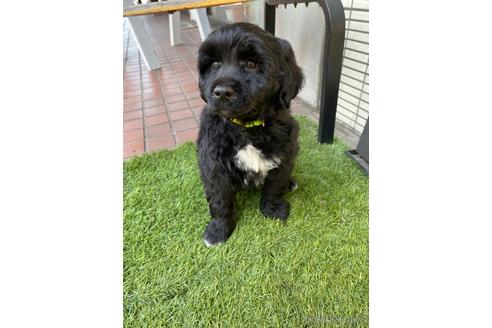 成約済の東京都のその他の犬種-222284の5枚目