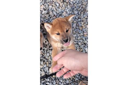 成約済の大阪府の柴犬-224461