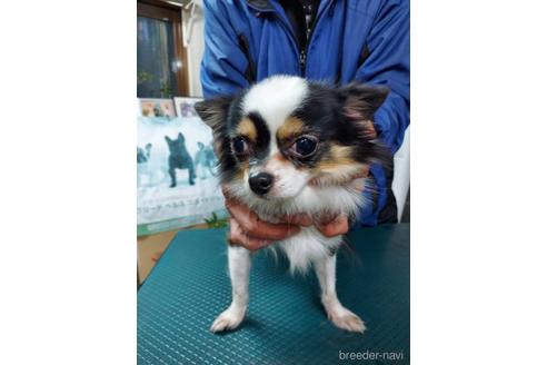 ノーブルちゃん1枚目