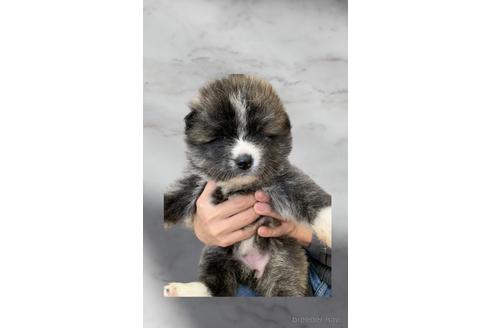 販売中の岡山県の秋田犬-225659
