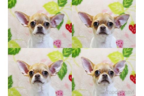 成約済の千葉県のチワワ(スムースコート)-210038の6枚目