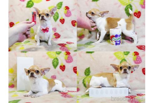 成約済の千葉県のチワワ(スムースコート)-210038の5枚目