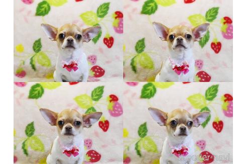 成約済の千葉県のチワワ(スムースコート)-210038の4枚目