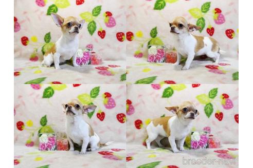 成約済の千葉県のチワワ(スムースコート)-210038の3枚目