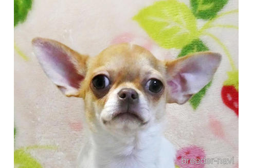 成約済の千葉県のチワワ(スムースコート)-210038の2枚目