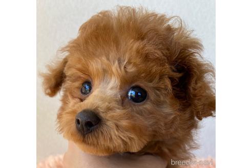 成約済の岡山県のティーカッププードル-218489の10枚目
