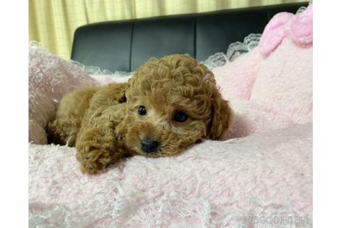 成約済の茨城県のタイニープードル-219535の4枚目