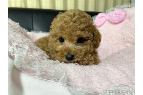 成約済の茨城県のタイニープードル-219535の5枚目