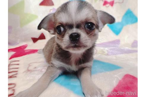 成約済の茨城県のミックス犬-225770の4枚目