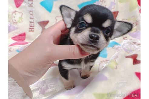 成約済の茨城県のミックス犬-225772の4枚目