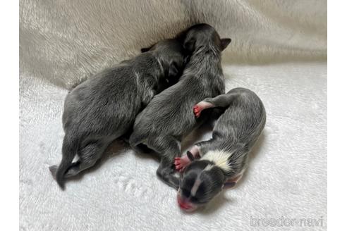 成約済の滋賀県のチワワ(ロングコート)-225810の38枚目