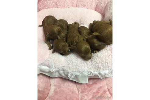 販売中の山梨県のティーカッププードル-225833