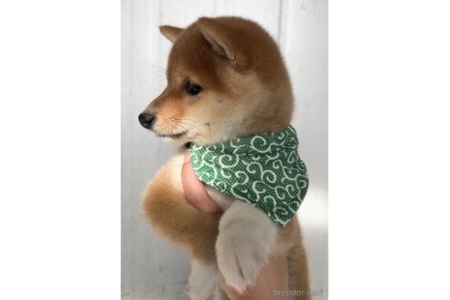 成約済の茨城県の豆柴-221635の4枚目
