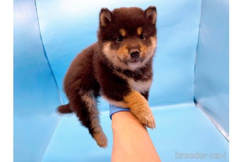 成約済の東京都の柴犬-225914の3枚目
