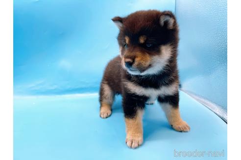 成約済の東京都の柴犬-225914の5枚目