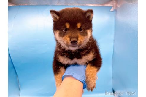 成約済の東京都の柴犬-225914の2枚目