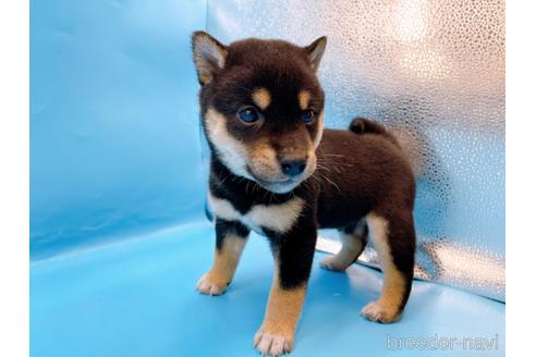 成約済の東京都の柴犬-225913の9枚目