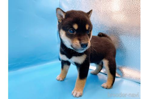 成約済の東京都の柴犬-225913の2枚目