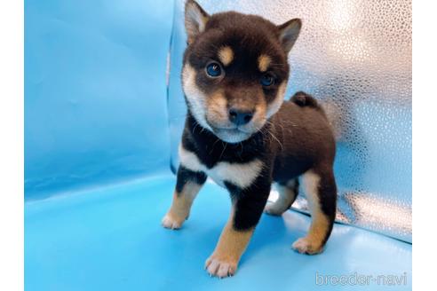 成約済の東京都の柴犬-225913の1枚目