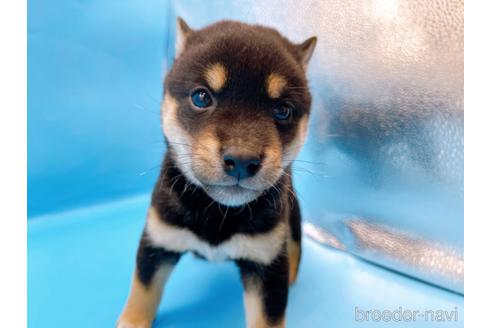 成約済の東京都の柴犬-225913の3枚目