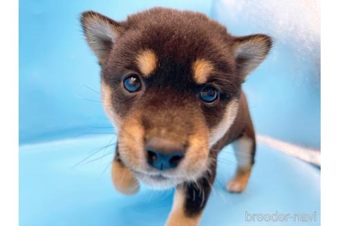 成約済の東京都の柴犬-225913の5枚目