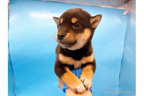成約済の東京都の柴犬-225913の6枚目