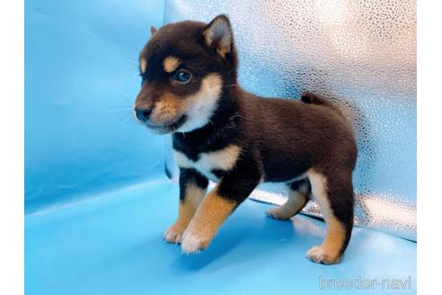 成約済の東京都の柴犬-225913の7枚目