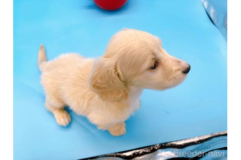 成約済の東京都のミニチュアダックスフンド(ロングヘアード)-225909の19枚目