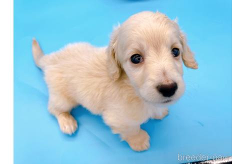 成約済の東京都のミニチュアダックスフンド(ロングヘアード)-225909の18枚目