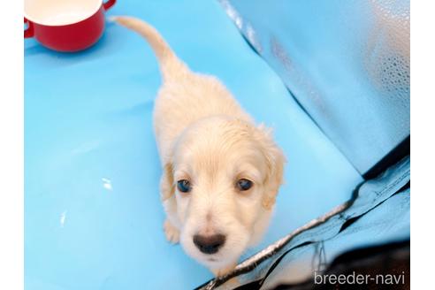 成約済の東京都のミニチュアダックスフンド(ロングヘアード)-225909の17枚目