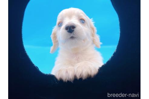 成約済の東京都のミニチュアダックスフンド(ロングヘアード)-225909の16枚目