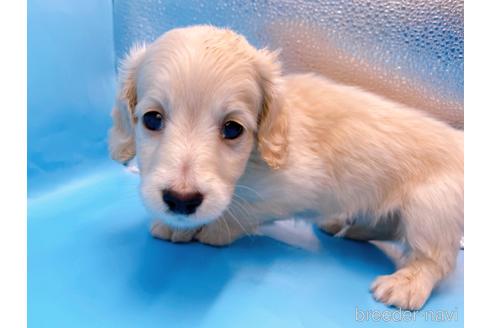 成約済の東京都のミニチュアダックスフンド(ロングヘアード)-225909の12枚目