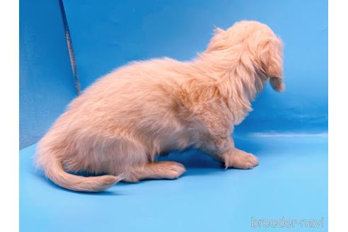 成約済の東京都のミニチュアダックスフンド(ロングヘアード)-225909の11枚目