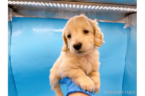 成約済の東京都のミニチュアダックスフンド(ロングヘアード)-225909の10枚目