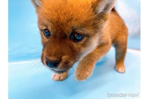 成約済の東京都の柴犬-225912の2枚目