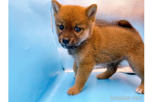成約済の東京都の柴犬-225912の1枚目