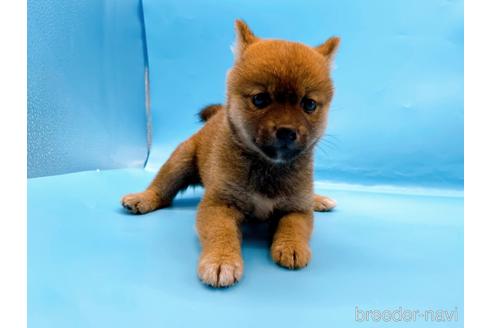 成約済の東京都の柴犬-225912の3枚目