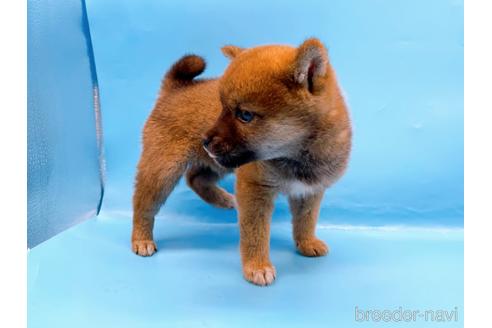 成約済の東京都の柴犬-225912の5枚目