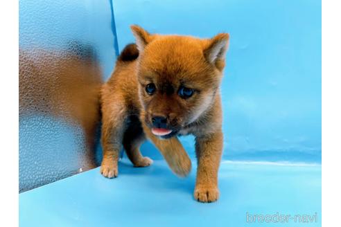 成約済の東京都の柴犬-225912の7枚目