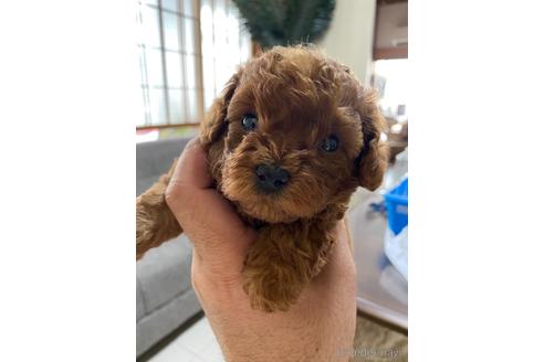 成約済の静岡県のタイニープードル-225445の4枚目