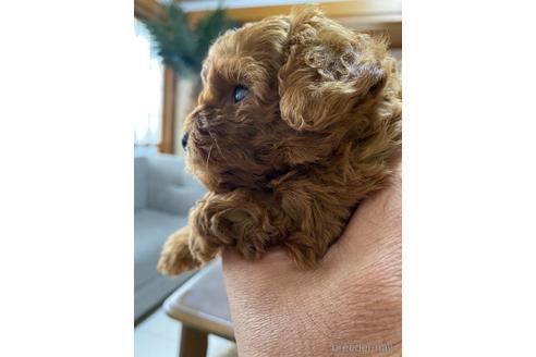 成約済の静岡県のタイニープードル-225445の3枚目