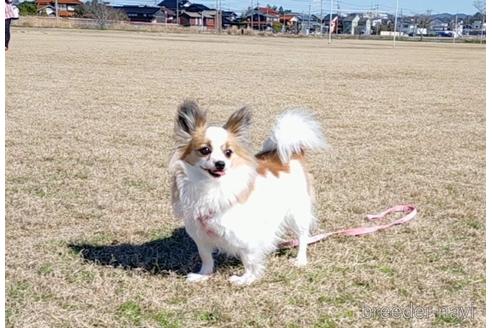 成約済の鳥取県のパピヨン-207611の4枚目