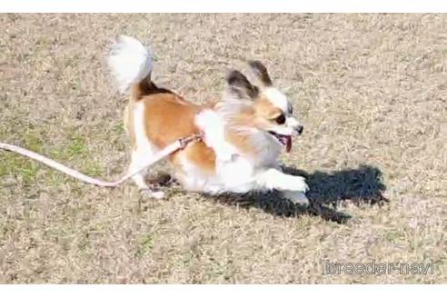 成約済の鳥取県のパピヨン-207611の1枚目