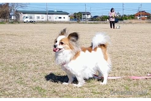 成約済の鳥取県のパピヨン-207611の2枚目