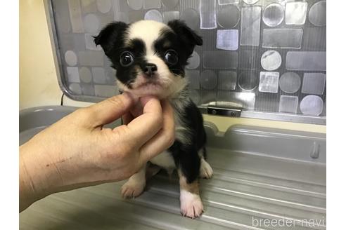 成約済の山形県のチワワ(ロングコート)-223783の1枚目