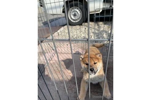 成約済の広島県の柴犬-223571の2枚目