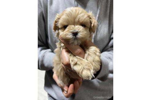 成約済の静岡県のマルプー:マルチーズ×トイプードル-225441の2枚目