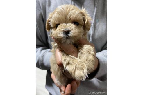 成約済の静岡県のマルプー:マルチーズ×トイプードル-225441の3枚目