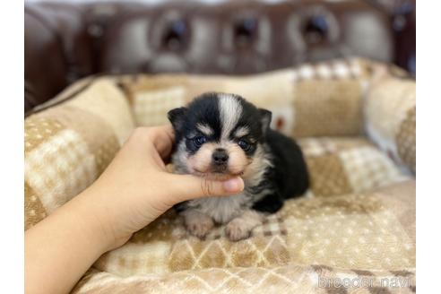 成約済の香川県のポメチワ:ポメラニアン×チワワ-225988の1枚目